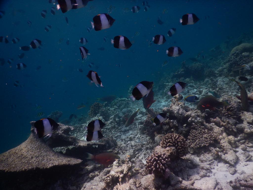 Rasdhoo Coralville Екстер'єр фото