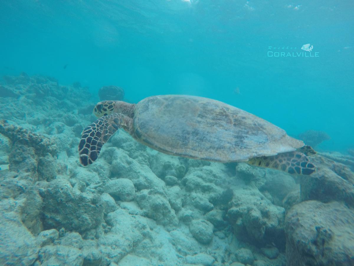 Rasdhoo Coralville Екстер'єр фото
