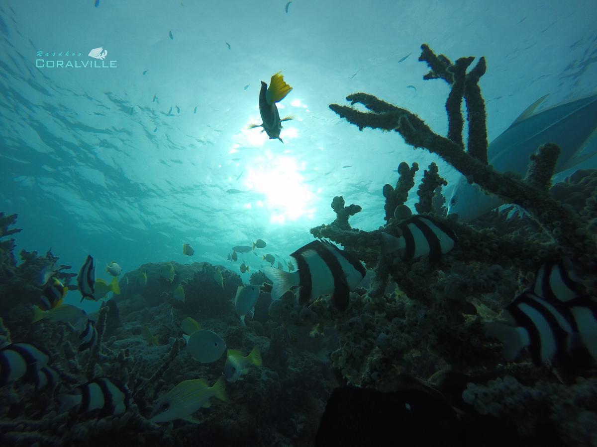 Rasdhoo Coralville Екстер'єр фото