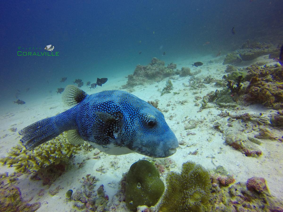 Rasdhoo Coralville Екстер'єр фото